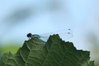 Erythromma viridulum