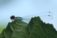 Erythromma viridulum