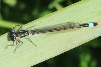 Ischnura elegans