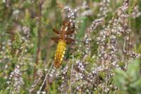Libellula depressa