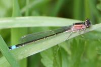 Ischnura elegans