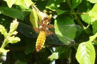 Libellula depressa