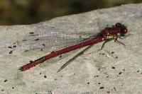 Pyrrhosoma nymphula