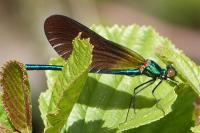 Calopteryx virgo