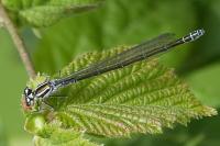 Coenagrion puella
