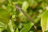 Ischnura elegans