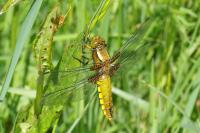 Libellula depressa