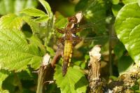 Libellula depressa