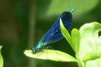 Calopteryx virgo