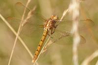Orthetrum coerulescens
