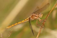 Orthetrum coerulescens