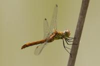 Sympetrum sanguineum