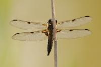 Libellula quadrimaculata