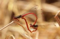 Ceriagrion tenellum