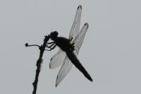 Libellula fulva
