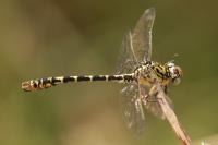 Onychogomphus forcipatus