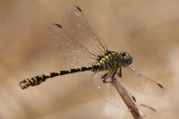 Onychogomphus forcipatus