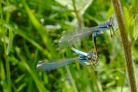 Ischnura elegans