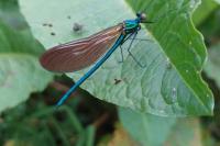 Calopteryx virgo