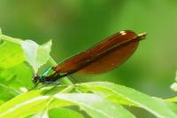 Calopteryx virgo