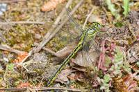 Gomphus pulchellus