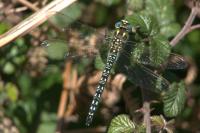 Brachytron pratense