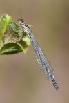 Coenagrion puella