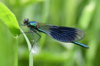 Calopteryx splendens