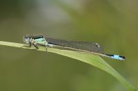 Ischnura elegans