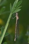 Enallagma cyathigerum
