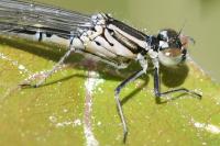 Coenagrion puella
