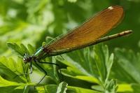 Calopteryx virgo