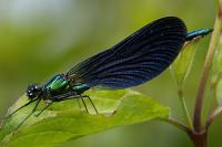 Calopteryx virgo