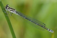 Coenagrion puella