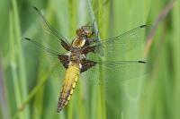 Libellula depressa