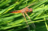 Libellula fulva