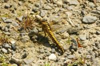 Orthetrum cancellatum