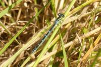 Coenagrion scitulum