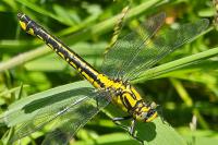 Gomphus pulchellus