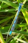 Enallagma cyathigerum