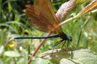 Calopteryx virgo