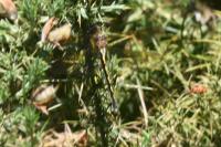 Oxygastra curtisii