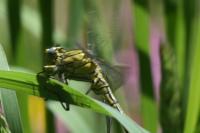 Gomphus pulchellus