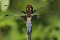 Libellula depressa