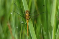 Sympetrum sanguineum