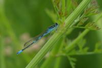 Coenagrion scitulum