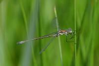 Lestes dryas