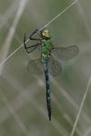 Anax imperator