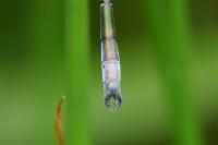 Lestes dryas