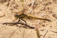Orthetrum cancellatum